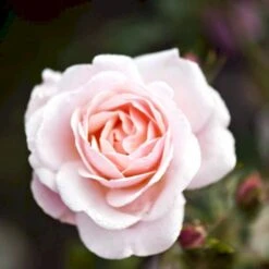 'Rosenborg'™ Rosa X 'Rosenborg'™ (Slotsrose) A-Kvalitet,- Barrods Roser Min. 3 Grene -Osmoz Naturens Butik p326 51848 rosa x rosenborg slotsrose 9217