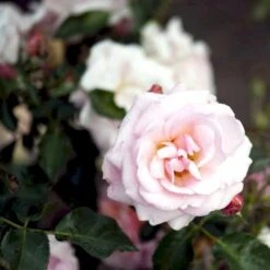 'Rosenborg'™ Rosa X 'Rosenborg'™ (Slotsrose) A-Kvalitet,- Barrods Roser Min. 3 Grene -Osmoz Naturens Butik p326 51849 rosa x rosenborg slotsrose f3ff