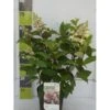 Syrén-Hortensia 'Pinky-Winky' ® Hydrangea Paniculata 'Pinky-winky' ® Potte 4,0 Liter,- 40-50 Cm. -Osmoz Naturens Butik p3270 41846 hydrangea paniculata pinky winky 6bf5
