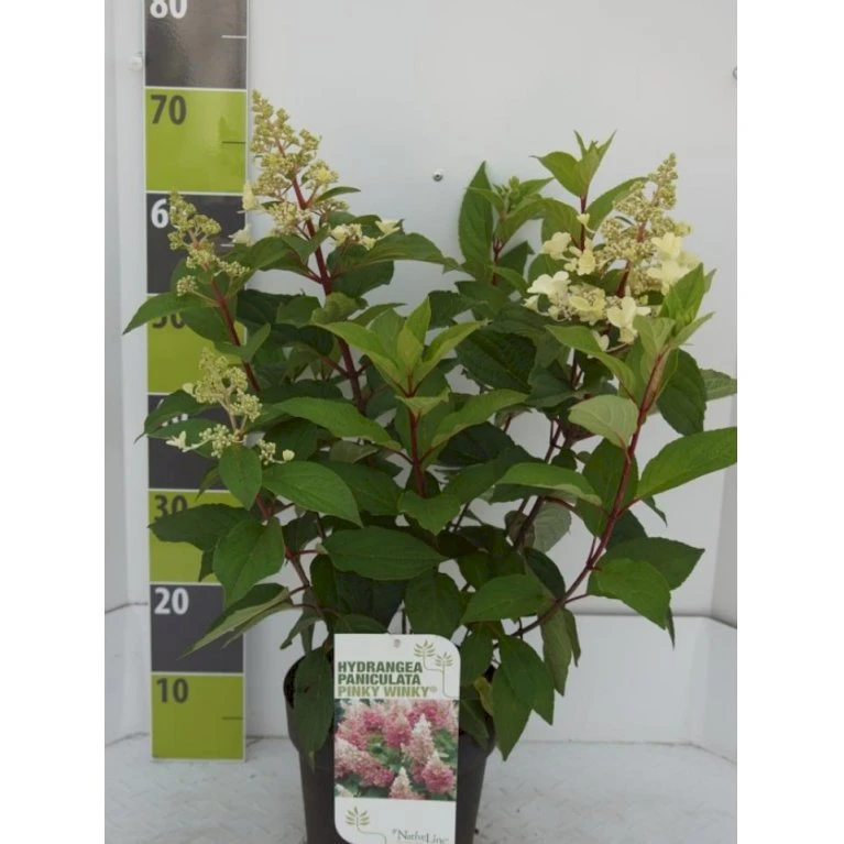 Syrén-Hortensia 'Pinky-Winky' ® Hydrangea Paniculata 'Pinky-winky' ® Potte 4,0 Liter,- 40-50 Cm. 3 Syrén-Hortensia 'Pinky-Winky' ® Hydrangea Paniculata 'Pinky-winky' ® Potte 4,0 Liter,- 40-50 Cm.