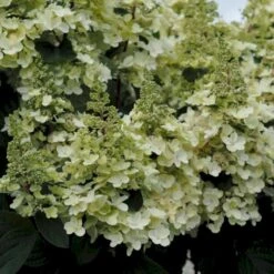 Syrén-Hortensia 'Pinky-Winky' ® Hydrangea Paniculata 'Pinky-winky' ® Potte 4,0 Liter,- 40-50 Cm. 15 Syrén-Hortensia 'Pinky-Winky' ® Hydrangea Paniculata 'Pinky-winky' ® Potte 4,0 Liter,- 40-50 Cm. -Osmoz Naturens Butik p3270 47362 hydrangea paniculata pinky winky 7809