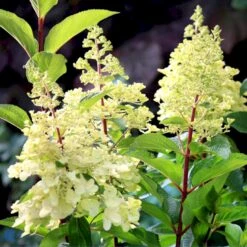 Syrén-Hortensia 'Pinky-Winky' ® Hydrangea Paniculata 'Pinky-winky' ® Potte 4,0 Liter,- 40-50 Cm. 16 Syrén-Hortensia 'Pinky-Winky' ® Hydrangea Paniculata 'Pinky-winky' ® Potte 4,0 Liter,- 40-50 Cm. -Osmoz Naturens Butik p3270 47363 hydrangea paniculata pinky winky 40dc