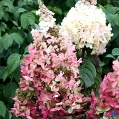 Syrén-Hortensia 'Pinky-Winky' ® Hydrangea Paniculata 'Pinky-winky' ® Potte 4,0 Liter,- 40-50 Cm. 17 Syrén-Hortensia 'Pinky-Winky' ® Hydrangea Paniculata 'Pinky-winky' ® Potte 4,0 Liter,- 40-50 Cm. -Osmoz Naturens Butik p3270 47364 hydrangea paniculata pinky winky 8ea2