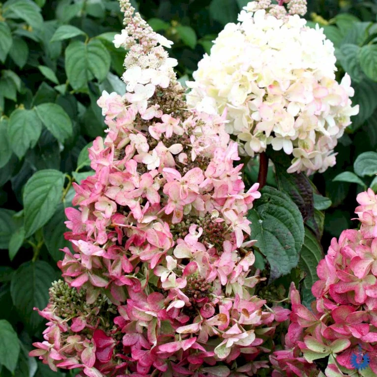 Syrén-Hortensia 'Pinky-Winky' ® Hydrangea Paniculata 'Pinky-winky' ® Potte 4,0 Liter,- 40-50 Cm. 7 Syrén-Hortensia 'Pinky-Winky' ® Hydrangea Paniculata 'Pinky-winky' ® Potte 4,0 Liter,- 40-50 Cm. - Billede 5