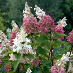 Syrén-Hortensia 'Pinky-Winky' ® Hydrangea Paniculata 'Pinky-winky' ® Potte 4,0 Liter,- 40-50 Cm. 18 Syrén-Hortensia 'Pinky-Winky' ® Hydrangea Paniculata 'Pinky-winky' ® Potte 4,0 Liter,- 40-50 Cm. -Osmoz Naturens Butik p3270 47365 hydrangea paniculata pinky winky 505d