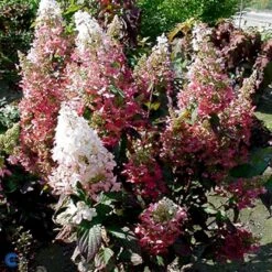 Syrén-Hortensia 'Pinky-Winky' ® Hydrangea Paniculata 'Pinky-winky' ® Potte 4,0 Liter,- 40-50 Cm. 19 Syrén-Hortensia 'Pinky-Winky' ® Hydrangea Paniculata 'Pinky-winky' ® Potte 4,0 Liter,- 40-50 Cm. -Osmoz Naturens Butik p3270 47366 hydrangea paniculata pinky winky 4bc1