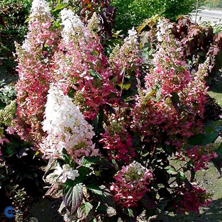 Syrén-Hortensia 'Pinky-Winky' ® Hydrangea Paniculata 'Pinky-winky' ® Potte 4,0 Liter,- 40-50 Cm. 9 Syrén-Hortensia 'Pinky-Winky' ® Hydrangea Paniculata 'Pinky-winky' ® Potte 4,0 Liter,- 40-50 Cm. - Billede 7
