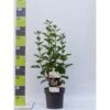 Preston Syrén 'Redwine' Syringa Prestoniae 'Redwine' Potte 4,0 Liter,- 50-60 Cm. -Osmoz Naturens Butik p32757 41939 syringa prestoniae redwine 4e18