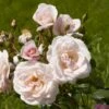 'Rosendal'™ Rosa X 'Rosendal'™ (Buketrose) A-Kvalitet,- Barrods Roser Min. 3 Grene -Osmoz Naturens Butik p327 51687 rosa x rosendal buketrose 6a3e