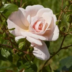 'Rosendal'™ Rosa X 'Rosendal'™ (Buketrose) A-Kvalitet,- Barrods Roser Min. 3 Grene -Osmoz Naturens Butik p327 51688 rosa x rosendal buketrose d98e