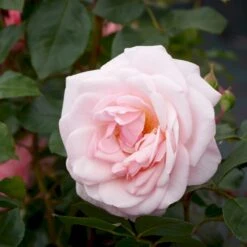 'Rosendal'™ Rosa X 'Rosendal'™ (Buketrose) A-Kvalitet,- Barrods Roser Min. 3 Grene -Osmoz Naturens Butik p327 51689 rosa x rosendal buketrose d18d