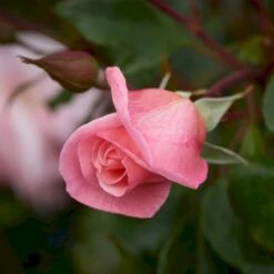 'Rosendal'™ Rosa X 'Rosendal'™ (Buketrose) A-Kvalitet,- Barrods Roser Min. 3 Grene -Osmoz Naturens Butik p327 51690 rosa x rosendal buketrose 591a