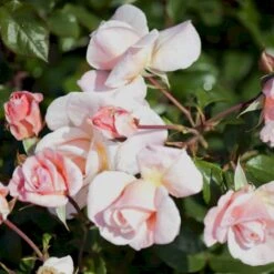 'Rosendal'™ Rosa X 'Rosendal'™ (Buketrose) A-Kvalitet,- Barrods Roser Min. 3 Grene -Osmoz Naturens Butik p327 51691 rosa x rosendal buketrose cf4a