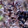 Klokkebusk 'Minor Black' Weigela 'Minor Black(R) 5 Liter Potte -Osmoz Naturens Butik p32915 48981 weigela minor black r 8de6