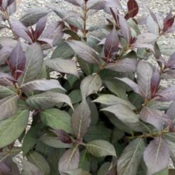 Klokkebusk 'Minor Black' Weigela 'Minor Black(R) 5 Liter Potte -Osmoz Naturens Butik p32915 48988 weigela minor black r e86d