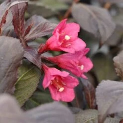 Klokkebusk 'Minor Black' Weigela 'Minor Black(R) 5 Liter Potte -Osmoz Naturens Butik p32915 48989 weigela minor black r 47af