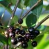 Storfrugtet Surbær 'Hugin' Aronia Melanocarpa 'Hugin' Potte 3,0 Liter,- Opbundet -Osmoz Naturens Butik p32935 48509 aronia melanocarpa hugin fb30
