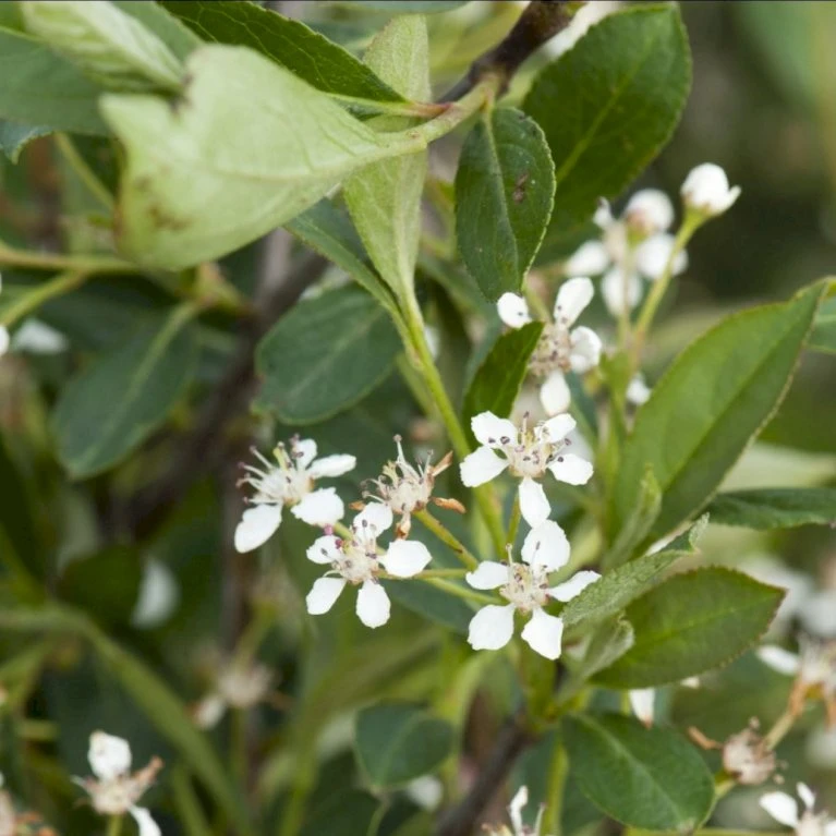 Storfrugtet Surbær 'Hugin' Aronia Melanocarpa 'Hugin' Potte 3,0 Liter,- Opbundet 4 Storfrugtet Surbær 'Hugin' Aronia Melanocarpa 'Hugin' Potte 3,0 Liter,- Opbundet - Billede 2