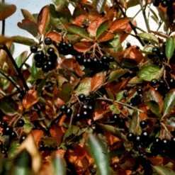 Storfrugtet Surbær 'Hugin' Aronia Melanocarpa 'Hugin' Potte 3,0 Liter,- Opbundet 11 Storfrugtet Surbær 'Hugin' Aronia Melanocarpa 'Hugin' Potte 3,0 Liter,- Opbundet -Osmoz Naturens Butik p32935 48511 aronia melanocarpa hugin a80b
