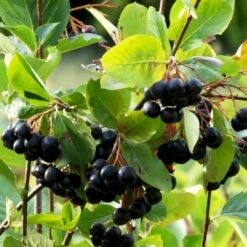Storfrugtet Surbær 'Hugin' Aronia Melanocarpa 'Hugin' Potte 3,0 Liter,- Opbundet 12 Storfrugtet Surbær 'Hugin' Aronia Melanocarpa 'Hugin' Potte 3,0 Liter,- Opbundet -Osmoz Naturens Butik p32935 50533 aronia melanocarpa hugin 0290