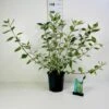 Hvidbroget Kornel 'Sibirica Variegata' Cornus Alba 'Sibirica Variegata' Potte 6,5 Liter 50-60 Cm. 2 Hvidbroget Kornel 'Sibirica Variegata' Cornus Alba 'Sibirica Variegata' Potte 6,5 Liter 50-60 Cm. -Osmoz Naturens Butik p32948 42325 cornus alba sibirica variegata e940