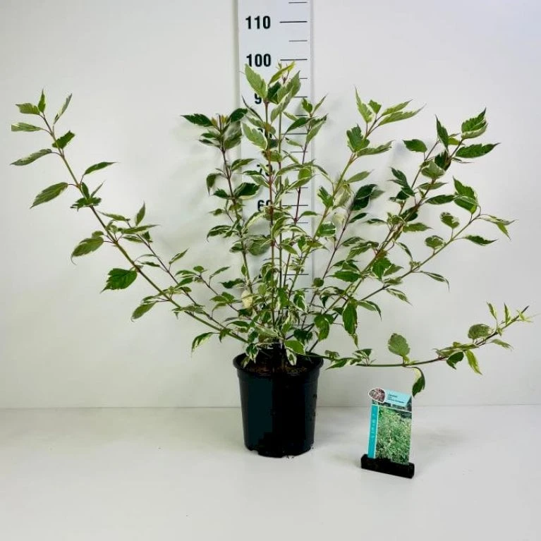 Hvidbroget Kornel 'Sibirica Variegata' Cornus Alba 'Sibirica Variegata' Potte 6,5 Liter 50-60 Cm. 3 Hvidbroget Kornel 'Sibirica Variegata' Cornus Alba 'Sibirica Variegata' Potte 6,5 Liter 50-60 Cm.