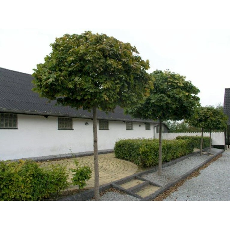 Kugleløn / Kugleahorn Acer Platanoides 'Globosum' Opstammet 180 Cm. 15 Liter Potte,- 2 års Krone 3 Kugleløn / Kugleahorn Acer Platanoides 'Globosum' Opstammet 180 Cm. 15 Liter Potte,- 2 års Krone