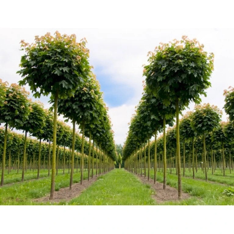 Kugleløn / Kugleahorn Acer Platanoides 'Globosum' Opstammet 180 Cm. 15 Liter Potte,- 2 års Krone 5 Kugleløn / Kugleahorn Acer Platanoides 'Globosum' Opstammet 180 Cm. 15 Liter Potte,- 2 års Krone - Billede 3