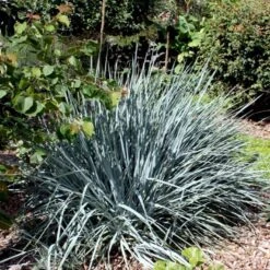 Blå Marehalm 'Blue Dune' Leymus Arenarius 'Blue Dune' 1 Liter Potte -Osmoz Naturens Butik p33017 50909 leymus arenarius blue dune 681c