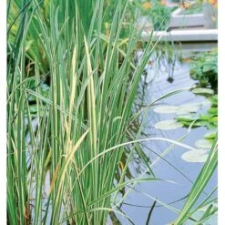 Kalmus 'Argenteostriatus' Acorus Gramineus 'Argenteostriatus' 1 Liter Potte -Osmoz Naturens Butik p33018 38063 acorus gramineus argenteostriatus 2dd5