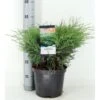 Sevenbom Juniperus Sabina Potte 5,0 Liter,- 40-50 Cm. -Osmoz Naturens Butik p33085 33848 juniperus sabina 7e86