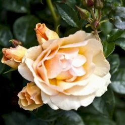 'Hansestadt Rostock'® Rosa X 'Hansestadt Rostock'® (Buketrose) A-Kvalitet,- Barrods Roser Min. 3 Grene -Osmoz Naturens Butik p33160 51519 rosa x hansestadt rostock buketrose 852e