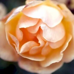 'Hansestadt Rostock'® Rosa X 'Hansestadt Rostock'® (Buketrose) A-Kvalitet,- Barrods Roser Min. 3 Grene -Osmoz Naturens Butik p33160 51520 rosa x hansestadt rostock buketrose 4c66