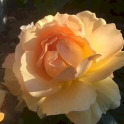 'Hansestadt Rostock'® Rosa X 'Hansestadt Rostock'® (Buketrose) A-Kvalitet,- Barrods Roser Min. 3 Grene -Osmoz Naturens Butik p33160 51521 rosa x hansestadt rostock buketrose 9b21