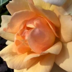 'Hansestadt Rostock'® Rosa X 'Hansestadt Rostock'® (Buketrose) A-Kvalitet,- Barrods Roser Min. 3 Grene -Osmoz Naturens Butik p33160 51522 rosa x hansestadt rostock buketrose bc32