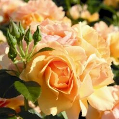 'Hansestadt Rostock'® Rosa X 'Hansestadt Rostock'® (Buketrose) A-Kvalitet,- Barrods Roser Min. 3 Grene -Osmoz Naturens Butik p33160 53975 rosa x hansestadt rostock buketrose 3a41