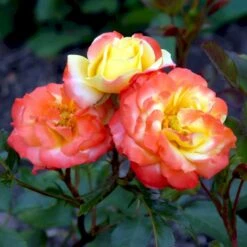 'Rumba' Rosa X 'Rumba' (Buketrose) A-Kvalitet,- Barrods Roser Min. 3 Grene -Osmoz Naturens Butik p331 51696 rosa x rumba buketrose cf8d