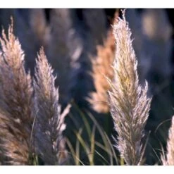 Pampasgræs 'Rosea' Cortaderia Selloana 'Rosea' Potte 2 Liter. -Osmoz Naturens Butik p33233 42754 cortaderia selloana rosea ecd1