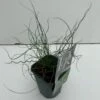 Spiral-Lysesiv Juncus Effusus Spiralis 1 Liter Potte 1 Spiral-Lysesiv Juncus Effusus Spiralis 1 Liter Potte -Osmoz Naturens Butik p33277 34119 juncus effusus spiralis 55b7