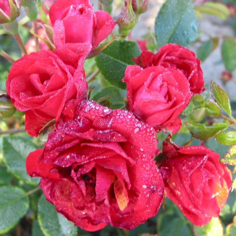 'Scarlet Meidiland' Rosa X 'Scarlet Meidiland' (Bunddækkerose) A-Kvalitet,- Barrods Roser Min. 3 Grene 3 'Scarlet Meidiland' Rosa X 'Scarlet Meidiland' (Bunddækkerose) A-Kvalitet,- Barrods Roser Min. 3 Grene