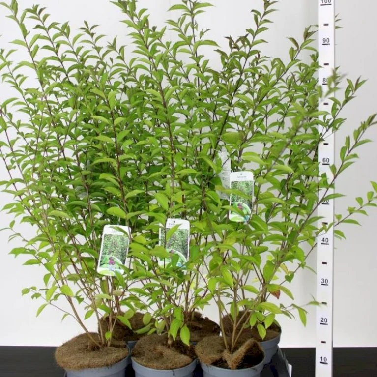 Glasbær 'Issai' Callicarpa Dichotoma 'Issai' 3 Liter Potte 40-60 Cm 3 Glasbær 'Issai' Callicarpa Dichotoma 'Issai' 3 Liter Potte 40-60 Cm