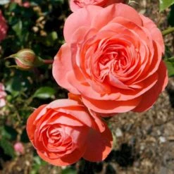 'Schackenborg'™ Rosa X 'Schackenborg'™ (Slotsrose) A-Kvalitet,- Barrods Roser Min. 3 Grene -Osmoz Naturens Butik p333 51851 rosa x schackenborg slotsrose 78c3