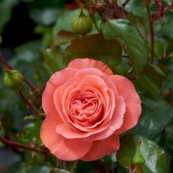 'Schackenborg'™ Rosa X 'Schackenborg'™ (Slotsrose) A-Kvalitet,- Barrods Roser Min. 3 Grene -Osmoz Naturens Butik p333 51852 rosa x schackenborg slotsrose 57c4