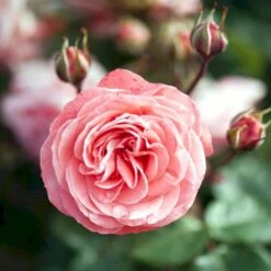 'Schackenborg'™ Rosa X 'Schackenborg'™ (Slotsrose) A-Kvalitet,- Barrods Roser Min. 3 Grene -Osmoz Naturens Butik p333 51853 rosa x schackenborg slotsrose d7d9