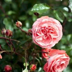 'Schackenborg'™ Rosa X 'Schackenborg'™ (Slotsrose) A-Kvalitet,- Barrods Roser Min. 3 Grene -Osmoz Naturens Butik p333 51854 rosa x schackenborg slotsrose 4f6b