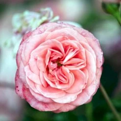 'Schackenborg'™ Rosa X 'Schackenborg'™ (Slotsrose) A-Kvalitet,- Barrods Roser Min. 3 Grene -Osmoz Naturens Butik p333 51855 rosa x schackenborg slotsrose 3735