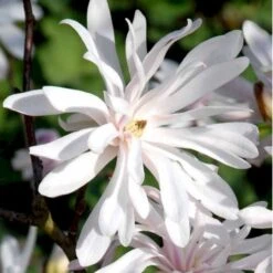 Magnolia 'Wildcat' Magnolia X Loebneri 'Wildcat' 100-125 Cm, Potte 12 Liter -Osmoz Naturens Butik p33480 41152 magnolia x loebneri wildcat 2048