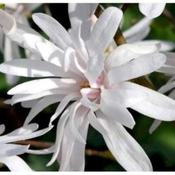 Magnolia 'Wildcat' Magnolia X Loebneri 'Wildcat' 100-125 Cm, Potte 12 Liter -Osmoz Naturens Butik p33480 41154 magnolia x loebneri wildcat edc7