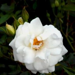 'Schneewittchen'® Rosa X 'Schneewittchen'® (Buketrose) A-Kvalitet,- Barrods Roser Min. 3 Grene -Osmoz Naturens Butik p334 51703 rosa x schneewittchen buketrose 404a