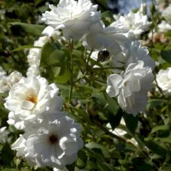 'Schneewittchen'® Rosa X 'Schneewittchen'® (Buketrose) A-Kvalitet,- Barrods Roser Min. 3 Grene -Osmoz Naturens Butik p334 51704 rosa x schneewittchen buketrose aaba